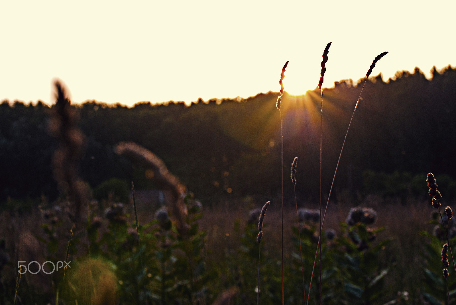 Nikon D200 sample photo. United photography