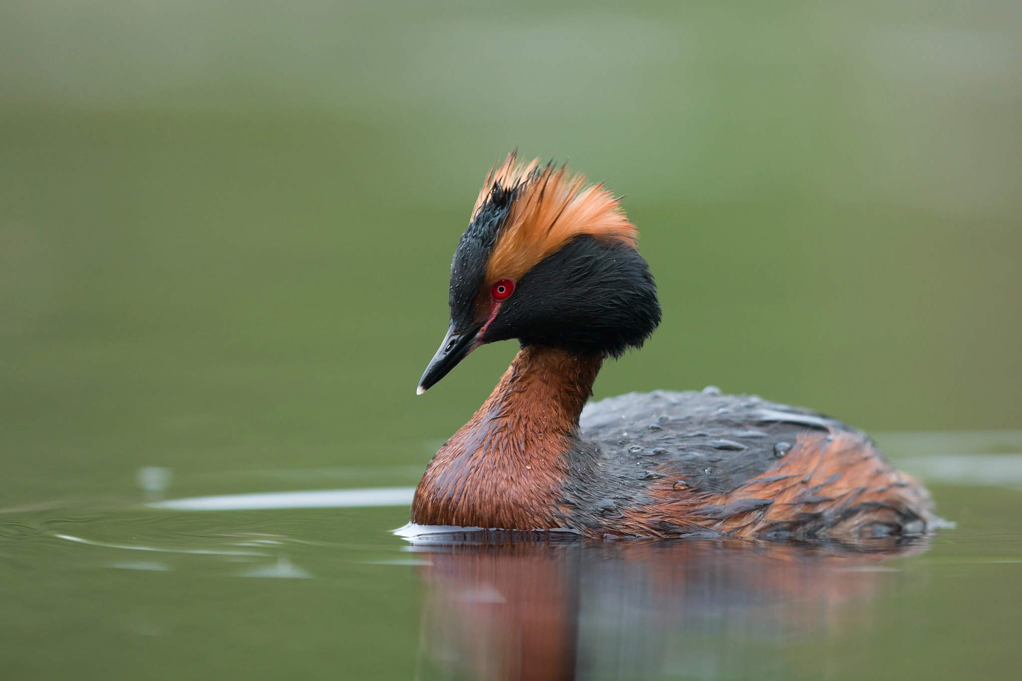 Canon EOS 70D + Canon EF 400mm F2.8L IS USM sample photo. Horned grebe photography