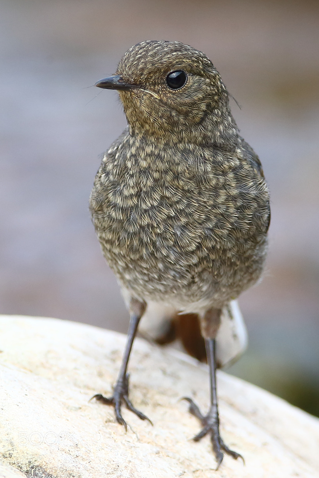 Canon EF 400mm F2.8L IS II USM sample photo. Bs3p4289.jpg photography