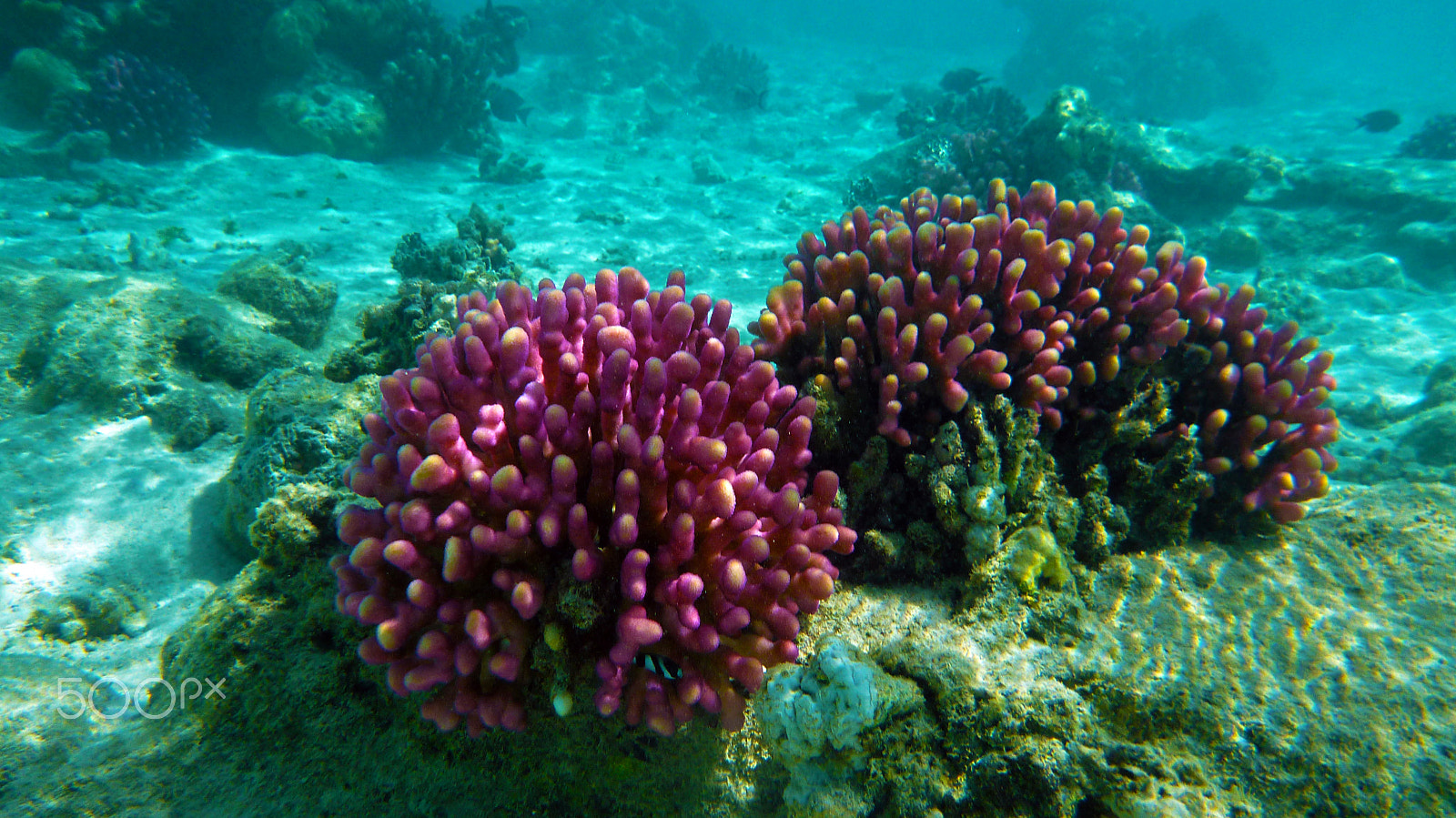 Panasonic DMC-FT3 sample photo. Red corals photography