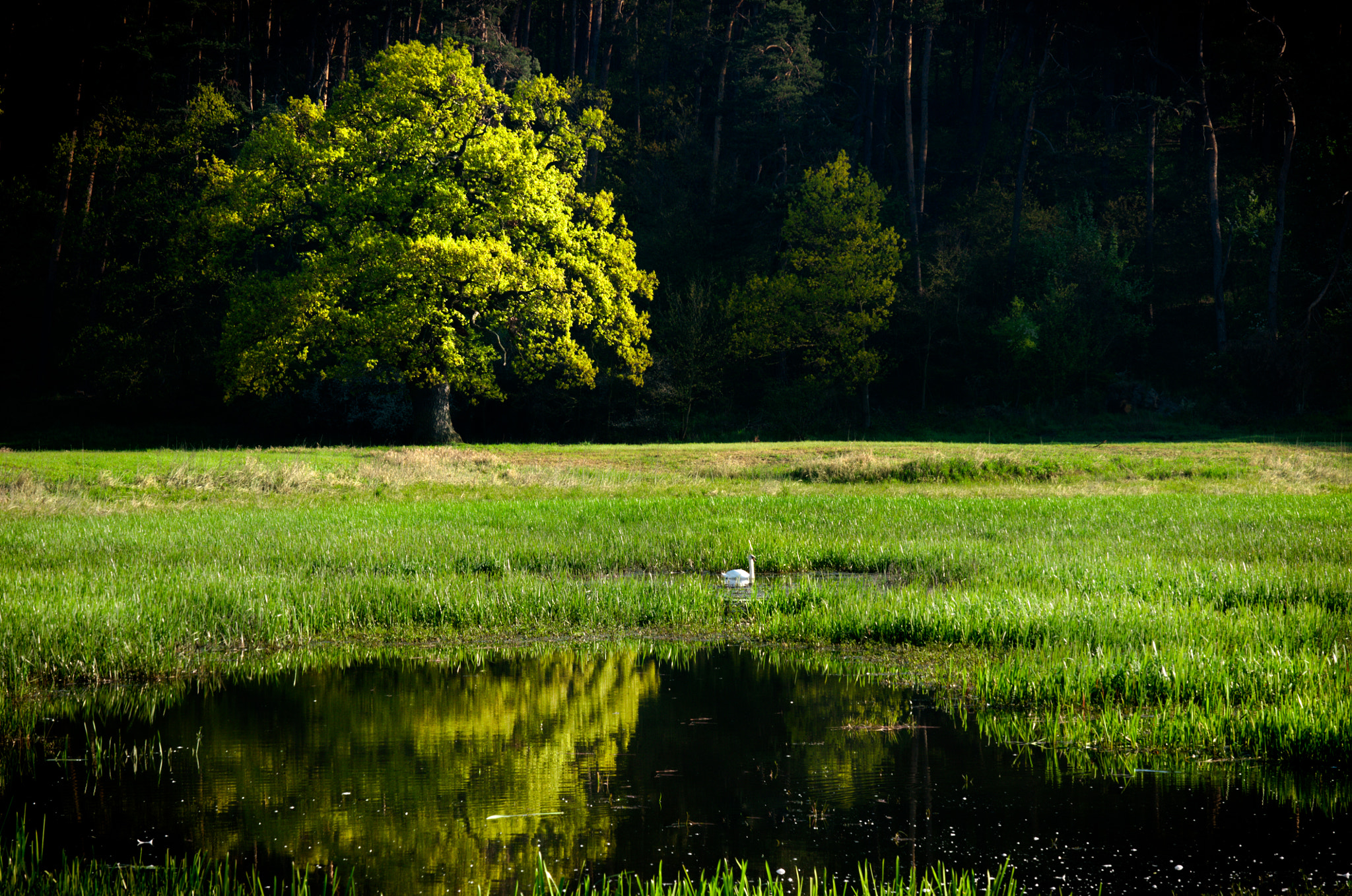 Sigma 70-200mm F2.8 EX DG Macro HSM II sample photo. Swan photography