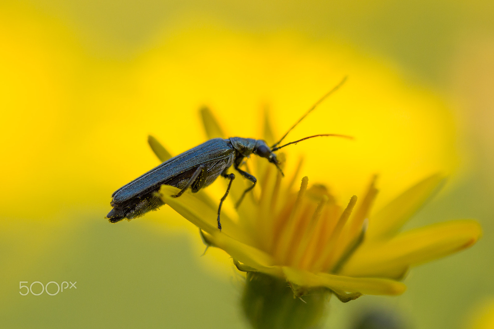 Canon EOS 70D + Canon MP-E 65mm F2.5 1-5x Macro Photo sample photo. Yellow photography