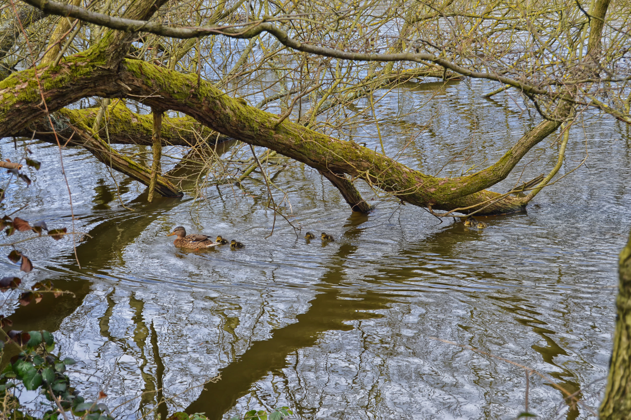 Nikon D3200 + AF Nikkor 50mm f/1.8 N sample photo. Earlswood lakes copy photography