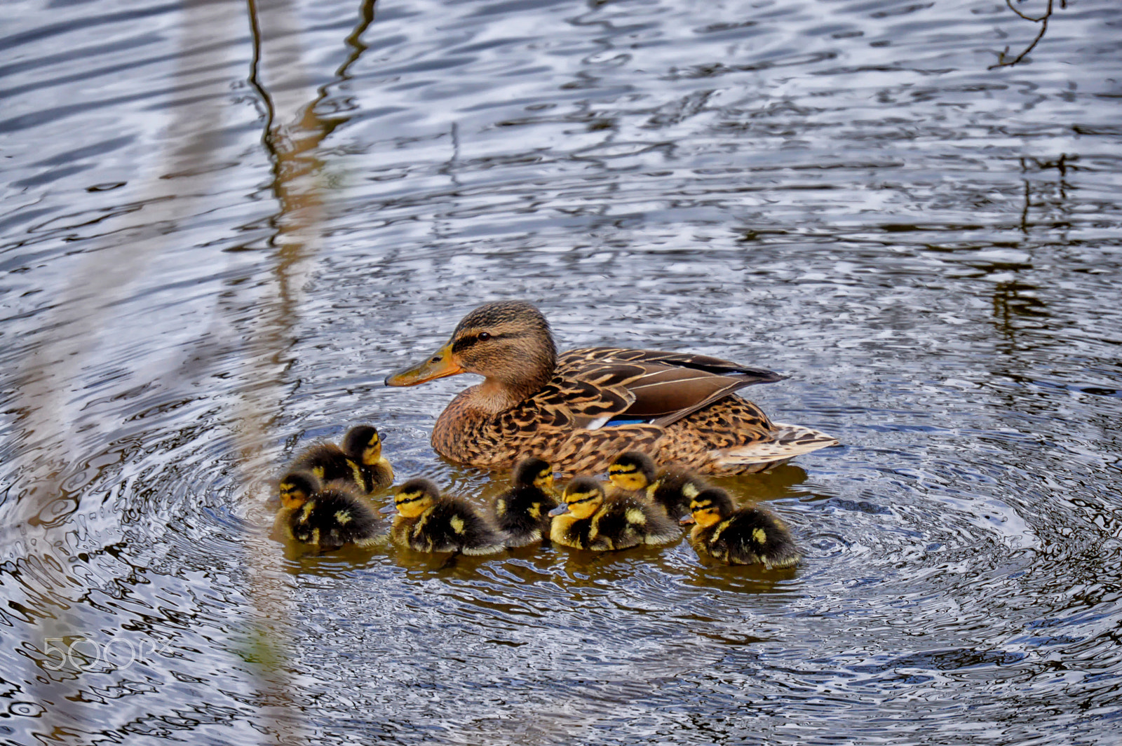 Nikon AF-S Nikkor 24-70mm F2.8G ED sample photo. Earlswood lakes copy photography