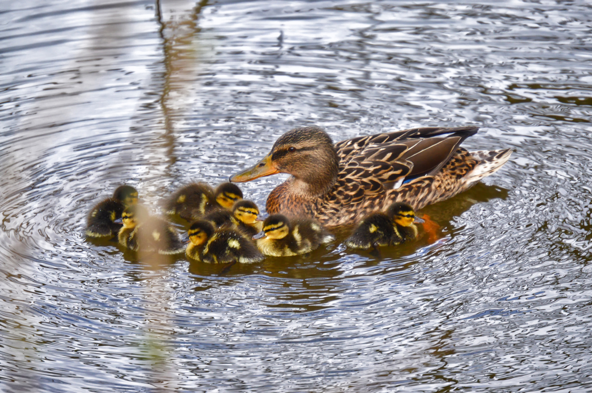 Nikon D3200 + AF Micro-Nikkor 105mm f/2.8 sample photo. Earlswood lakes copy photography