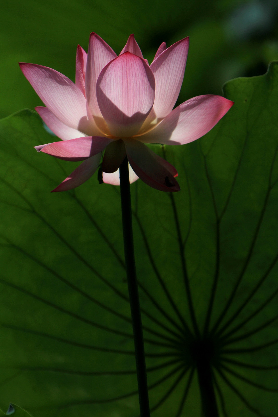Canon EF 70-200mm F2.8L IS USM sample photo. Honghu lotus photography