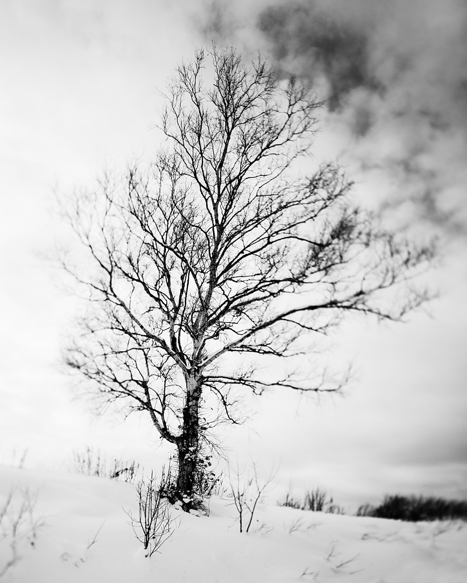 Nikon PC-E Nikkor 24mm F3.5D ED Tilt-Shift sample photo. A lonely tree photography