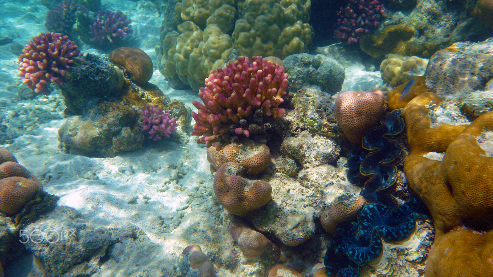 Panasonic DMC-FT3 sample photo. Corals and clamshells photography