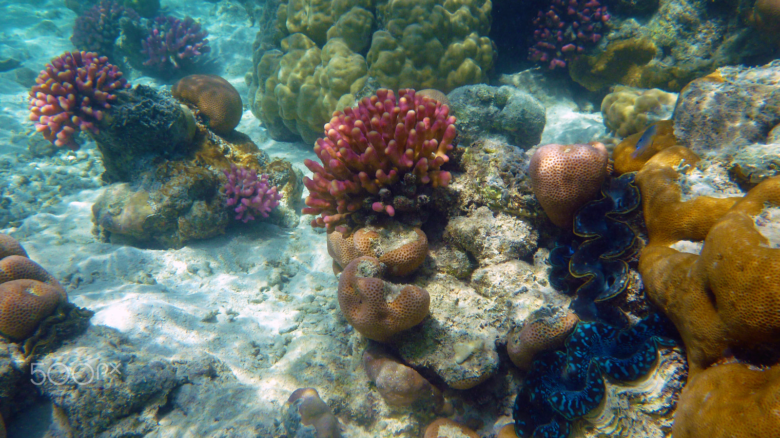 Panasonic DMC-FT3 sample photo. Corals and clamshells photography