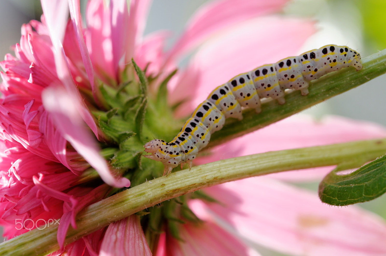 Nikon AF-S Micro-Nikkor 60mm F2.8G ED sample photo. The caterpillar photography