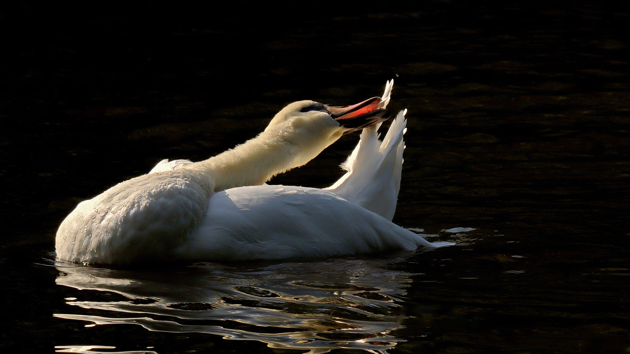 Nikon D300S sample photo. Cleaning, cleaning ... photography