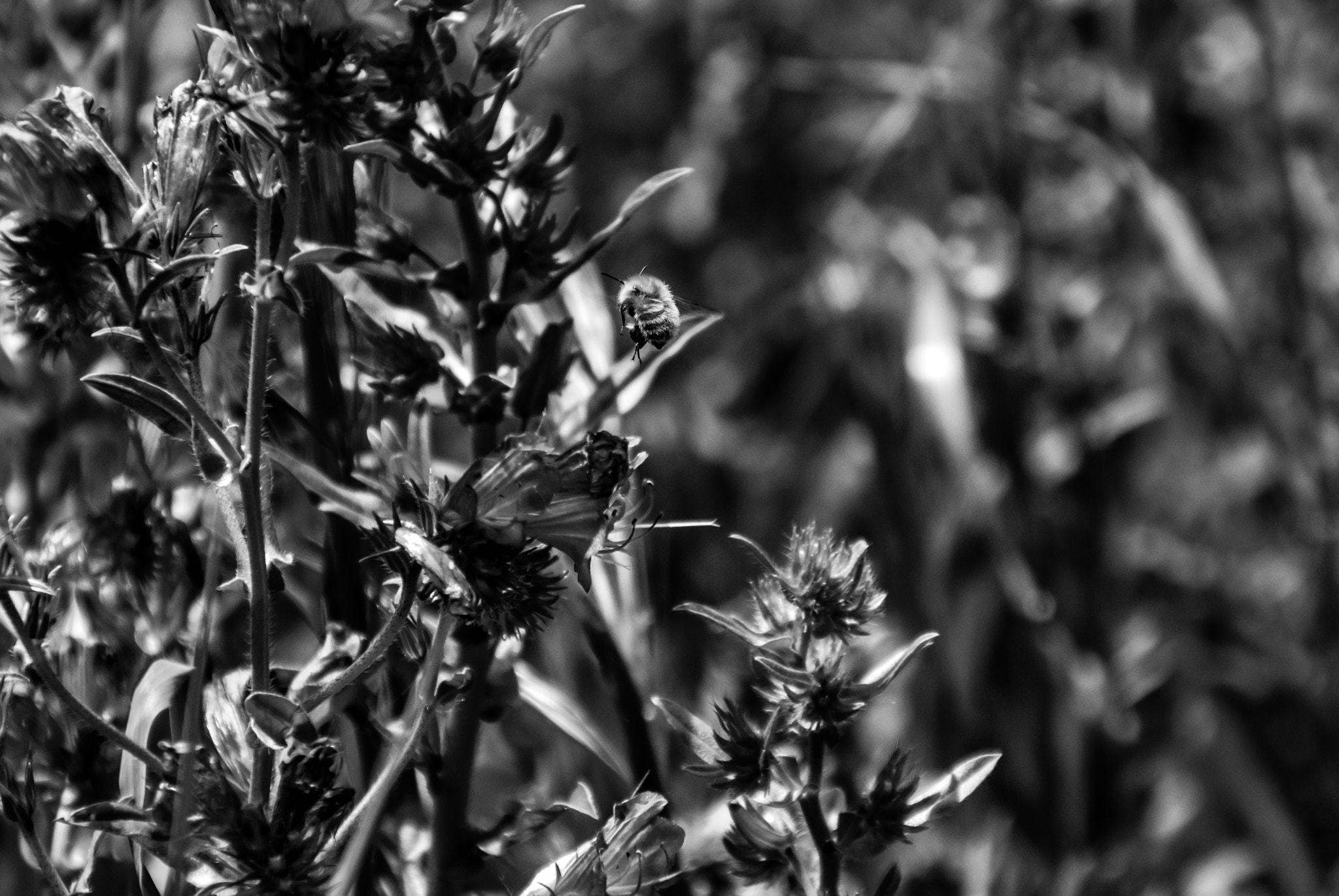 Sony Alpha DSLR-A200 sample photo. Work, work, work photography