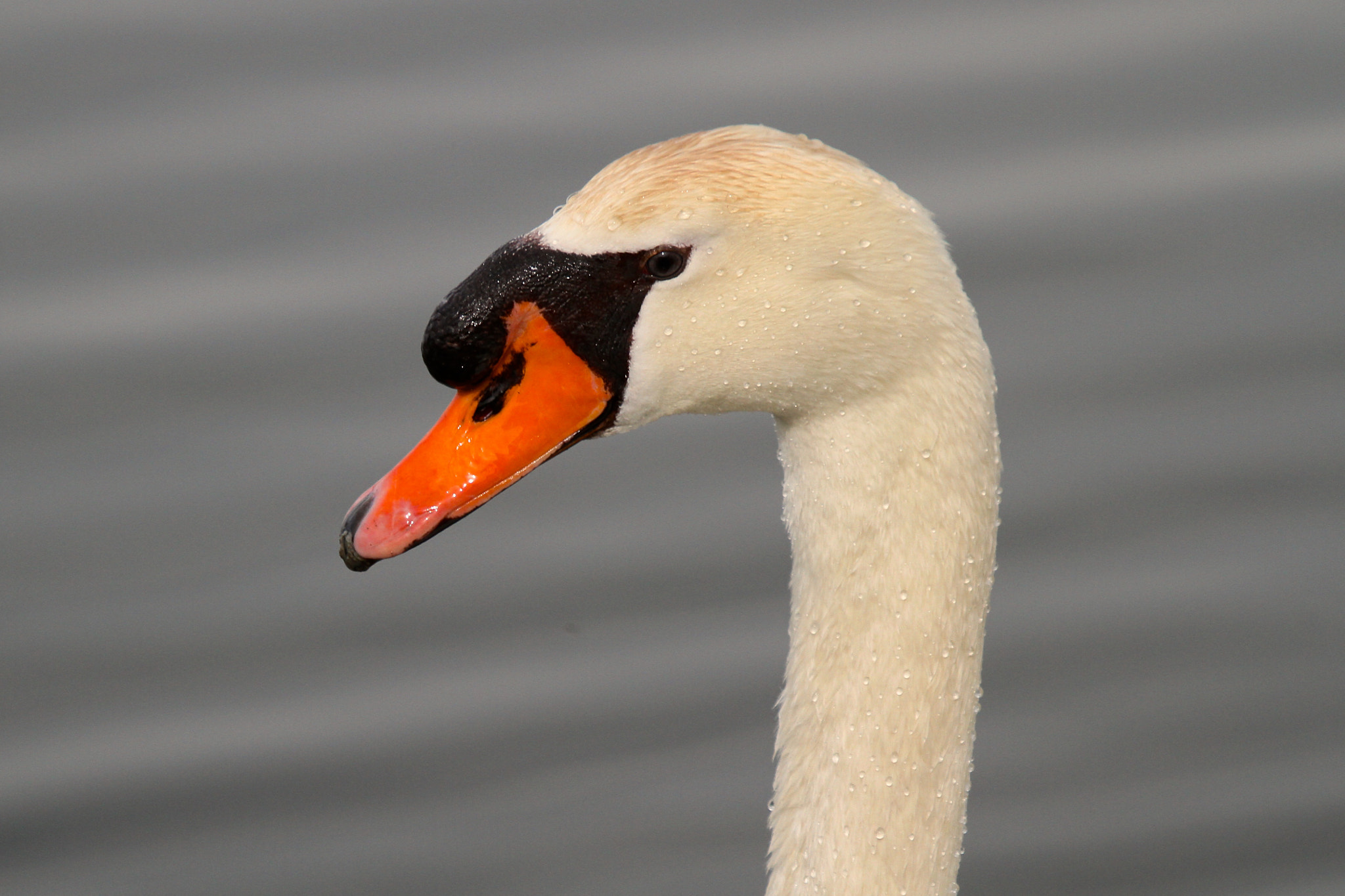Canon EF 100-400mm F4.5-5.6L IS USM sample photo. ... photography