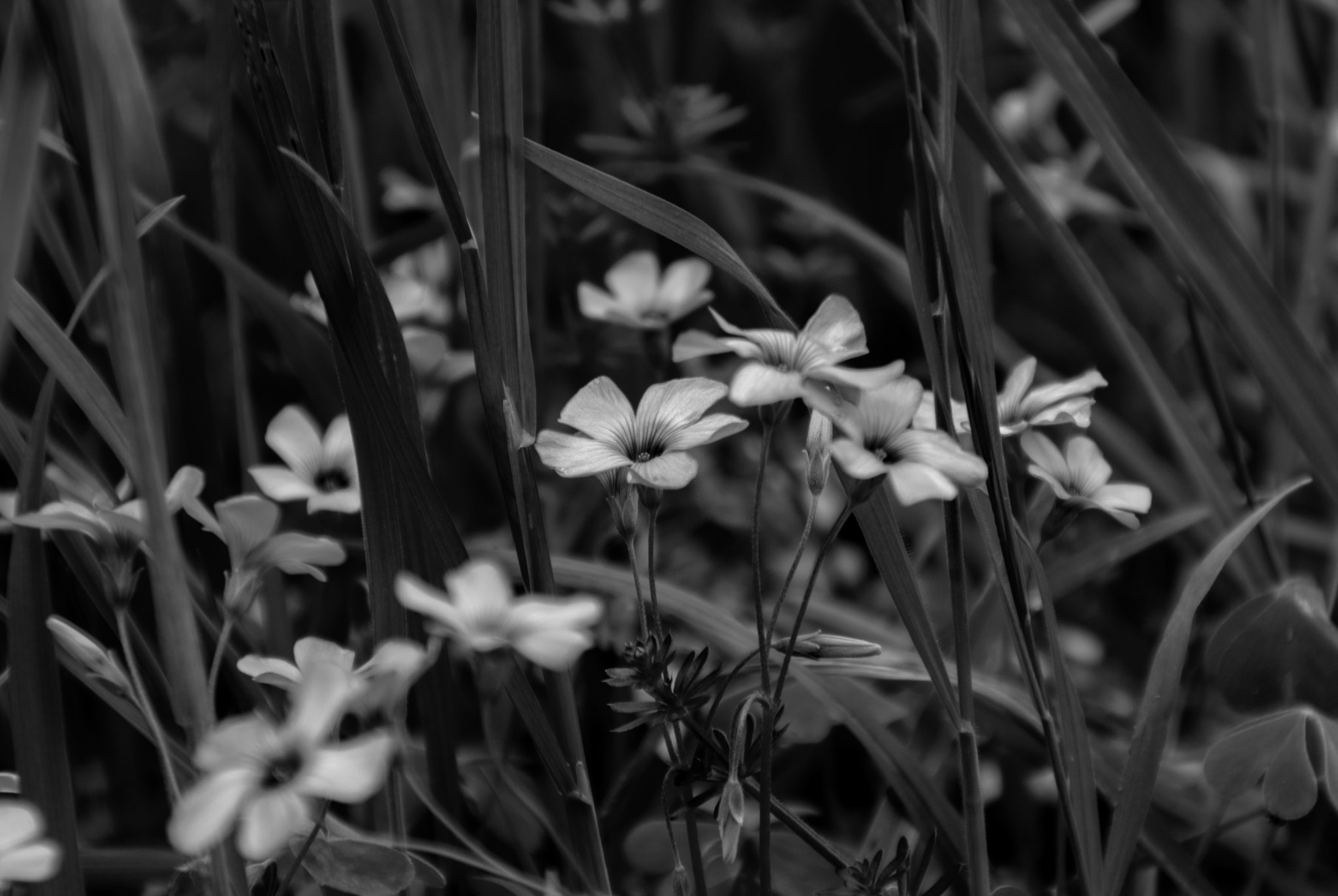 Sony Alpha DSLR-A200 sample photo. Black summer photography