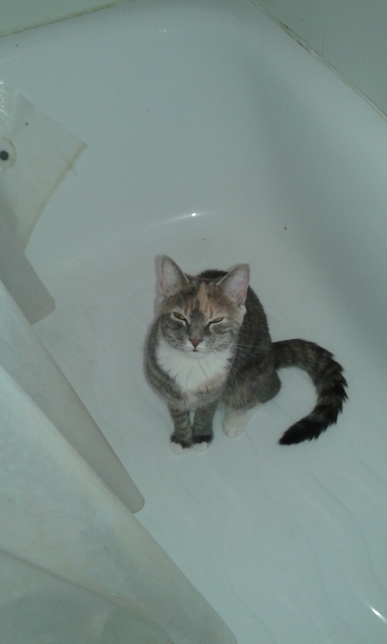 Samsung GT-I8552 sample photo. Mayzee grace tubbin it photography