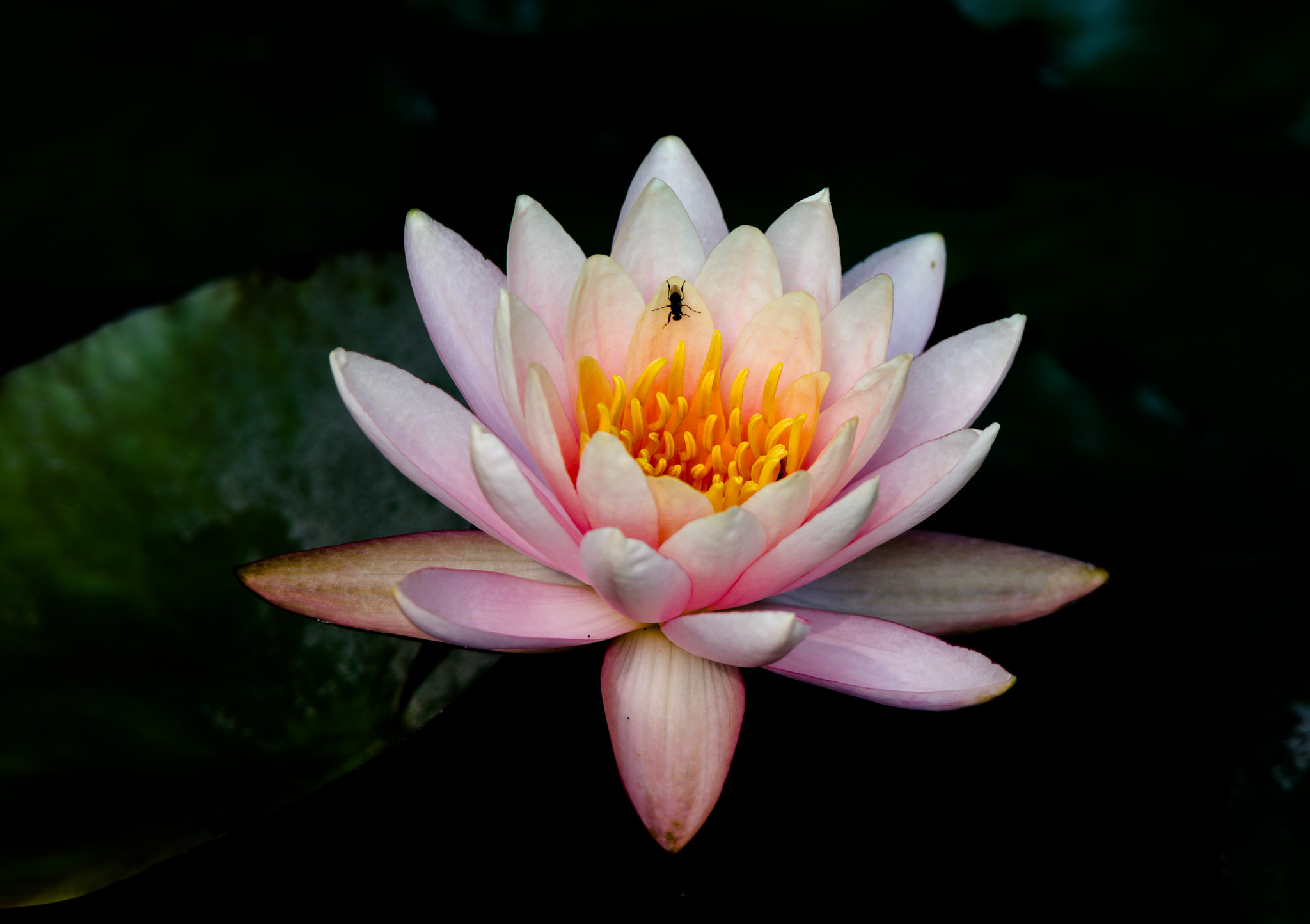 Tamron SP 150-600mm F5-6.3 Di VC USD sample photo. Waterlily photography