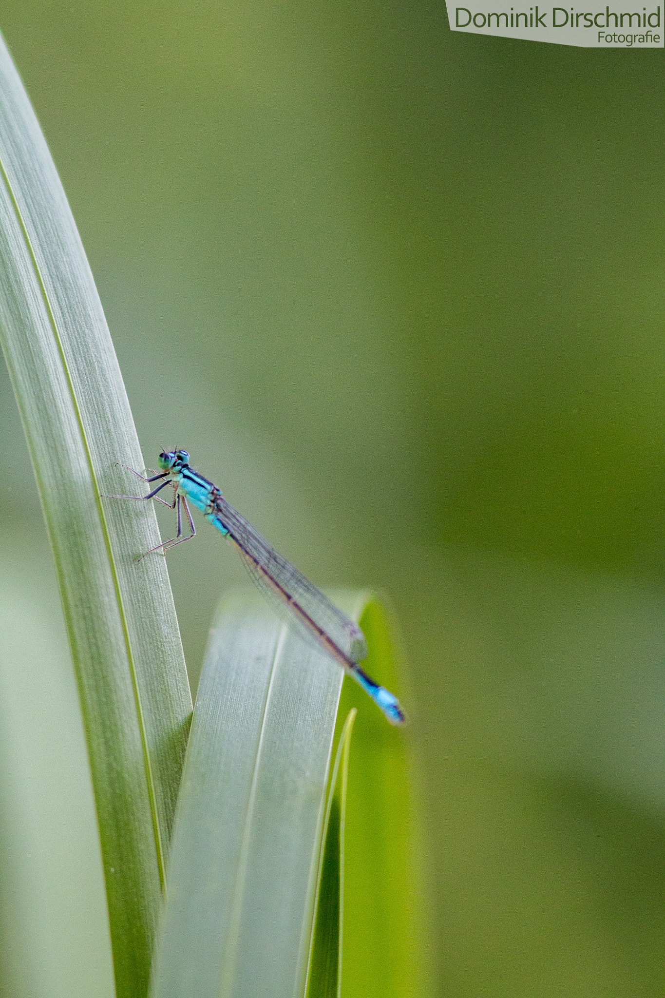 Canon EOS 70D + Canon EF 300mm F4L IS USM sample photo. Dragonfly photography