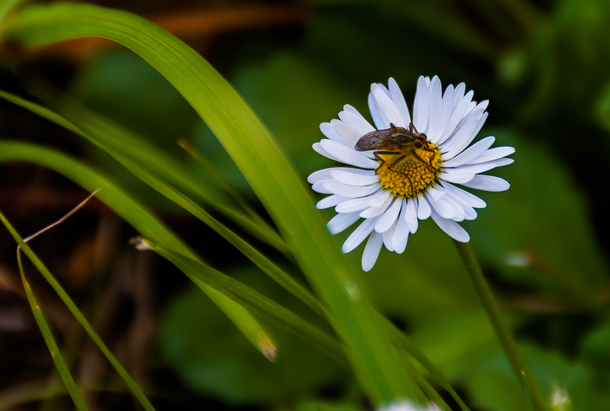 Sony Alpha DSLR-A200 sample photo. So... hello? photography