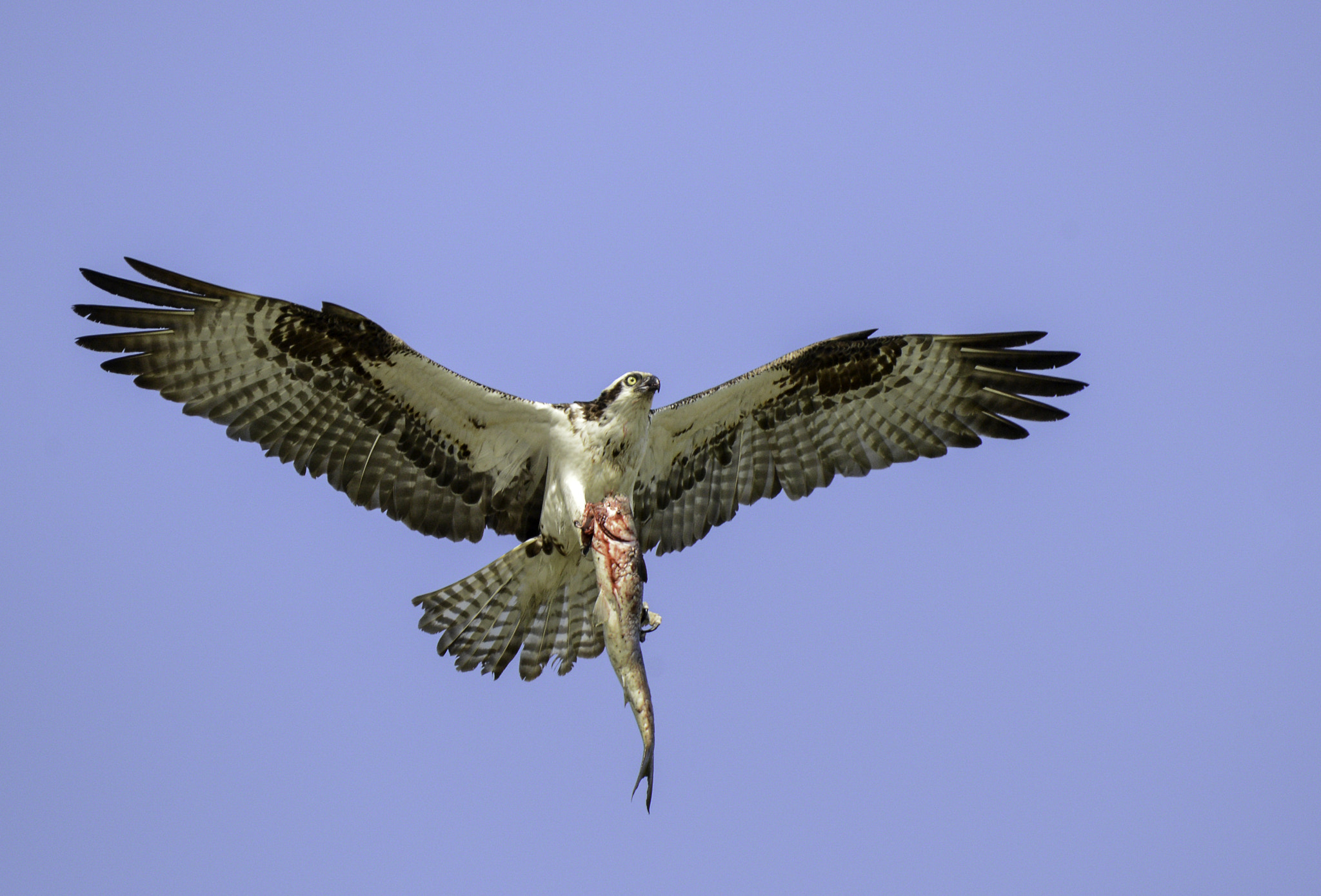 Nikon D600 sample photo. Time for lunch photography