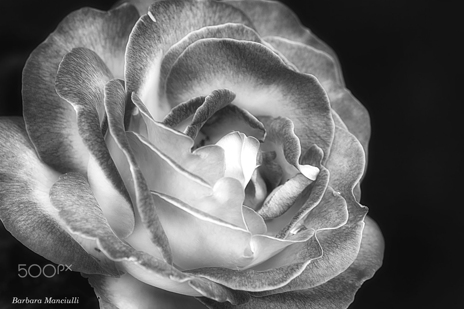 Sigma 150mm F2.8 EX DG OS Macro HSM sample photo. Shades of grey photography