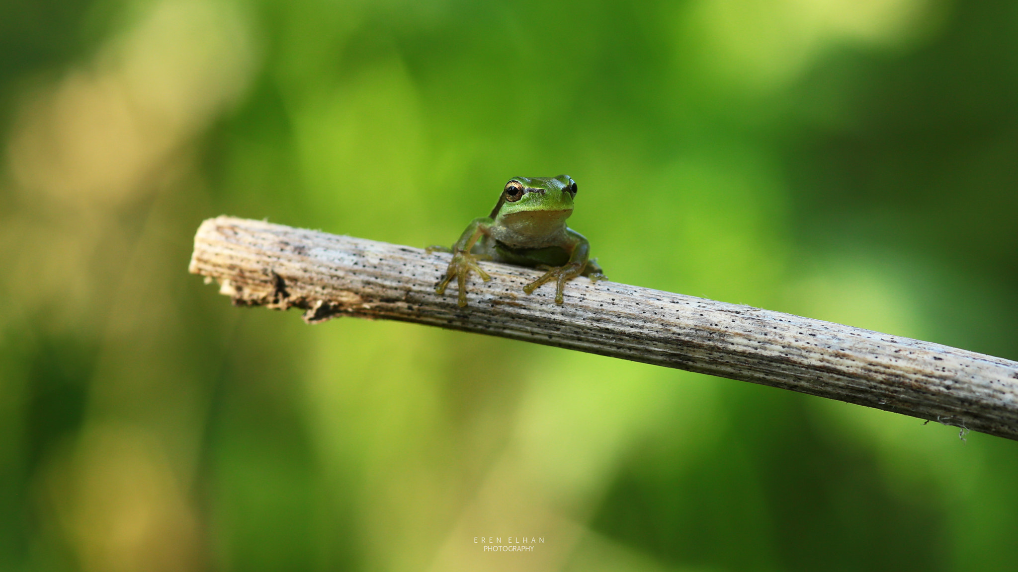 Canon EOS 6D + Sigma 105mm F2.8 EX DG Macro sample photo. Tree frog / ağaç kurbağası photography