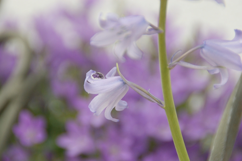 Sony Alpha DSLR-A290 sample photo. The drop photography