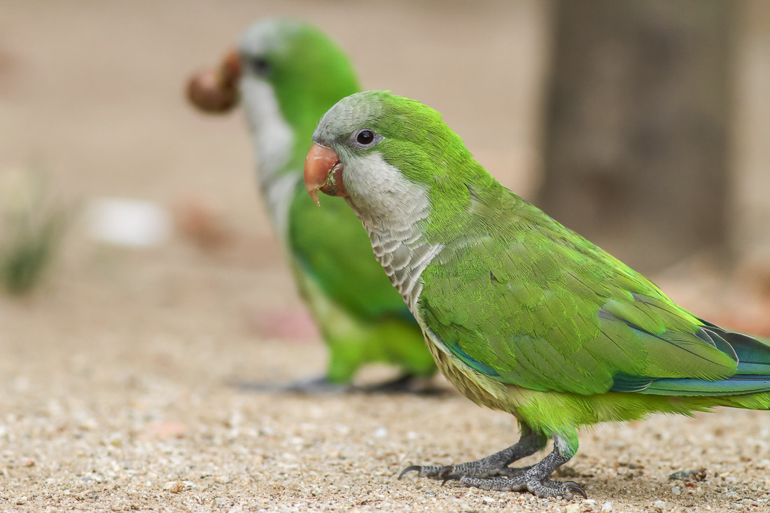 Canon EOS 7D + Canon EF 400mm F5.6L USM sample photo. Monk parakeets photography