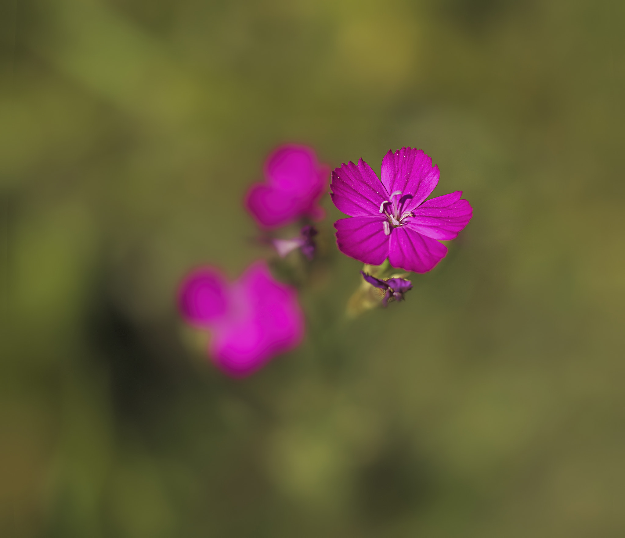 Nikon D800E sample photo. Floret photography