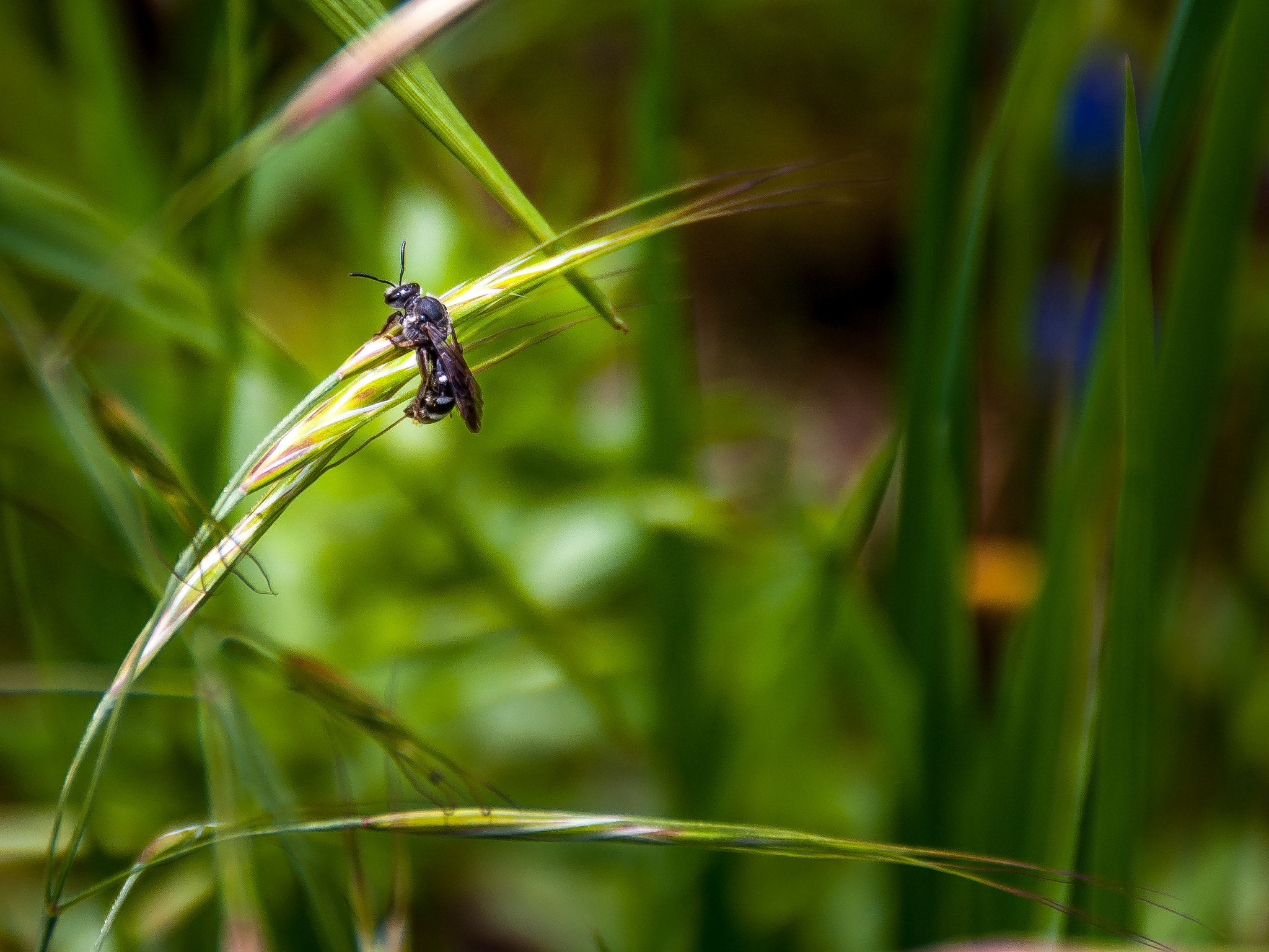 Sony Alpha DSLR-A200 sample photo. Hornet photography