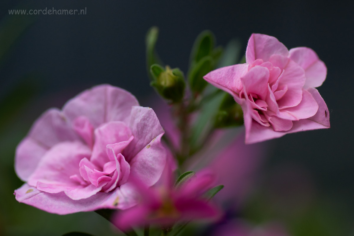 Sony SLT-A77 sample photo. Pink petunia photography