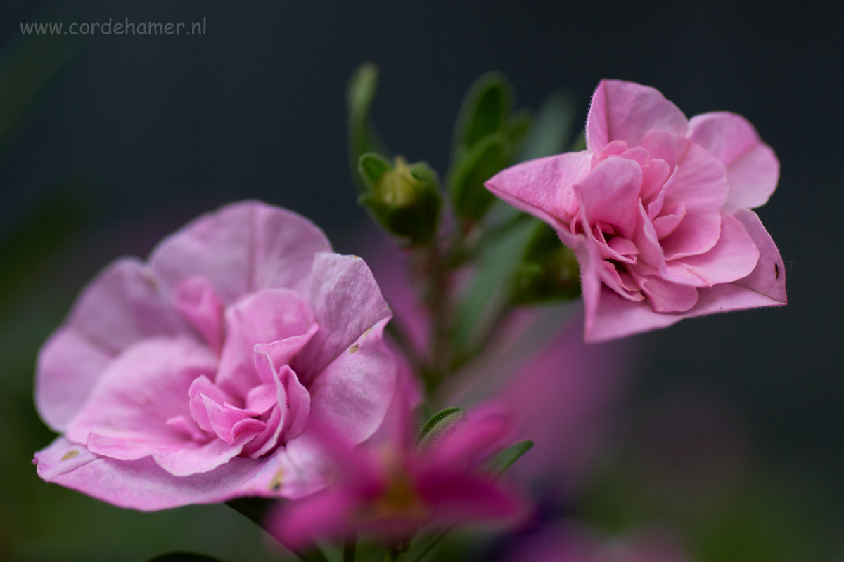Sony SLT-A77 + Tamron SP AF 90mm F2.8 Di Macro sample photo. Pink petunia photography
