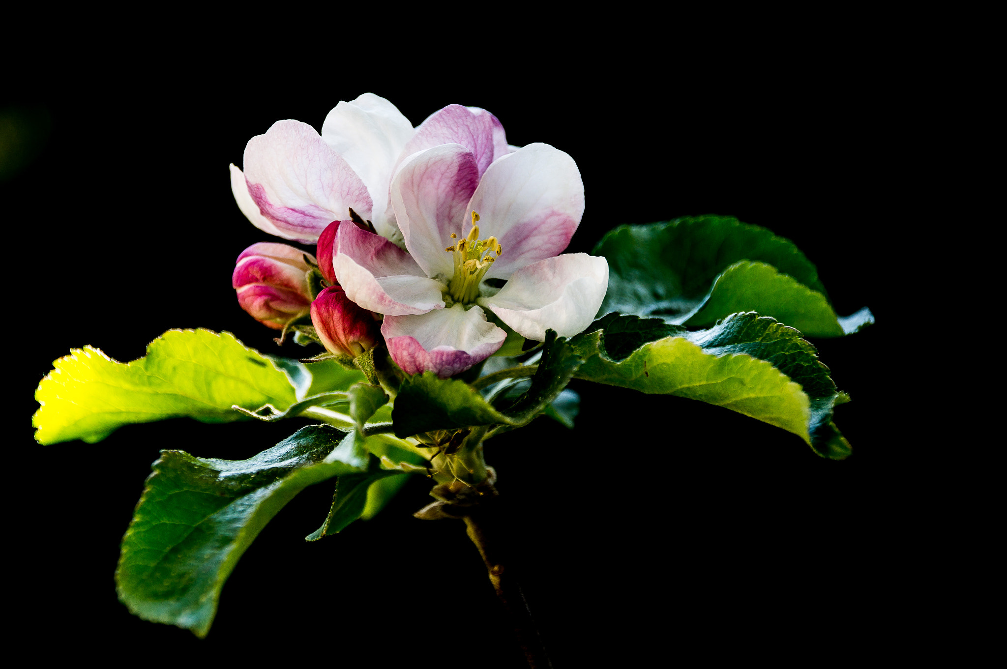 Tamron AF 18-200mm F3.5-6.3 XR Di II LD Aspherical (IF) Macro sample photo. Apple blossom photography