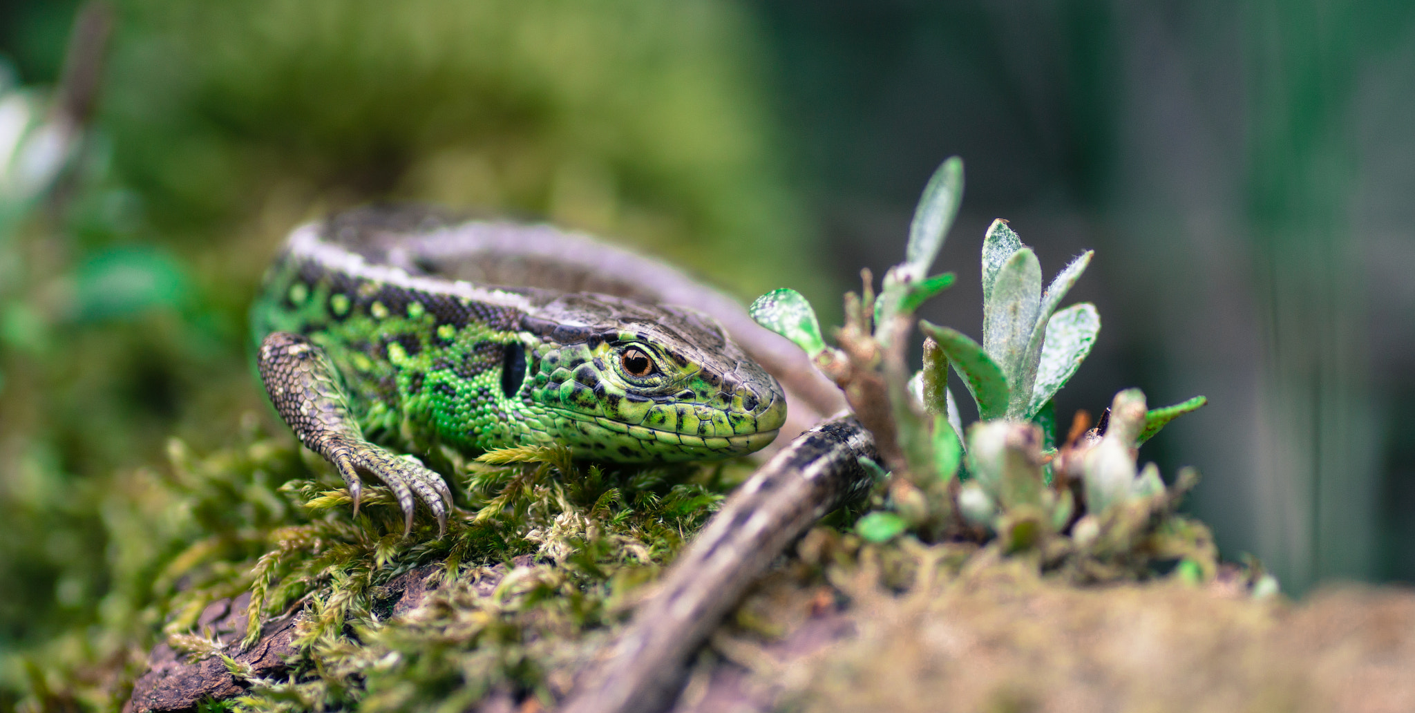 Sony SLT-A58 + Tamron SP AF 90mm F2.8 Di Macro sample photo. Lizard / hagedis photography