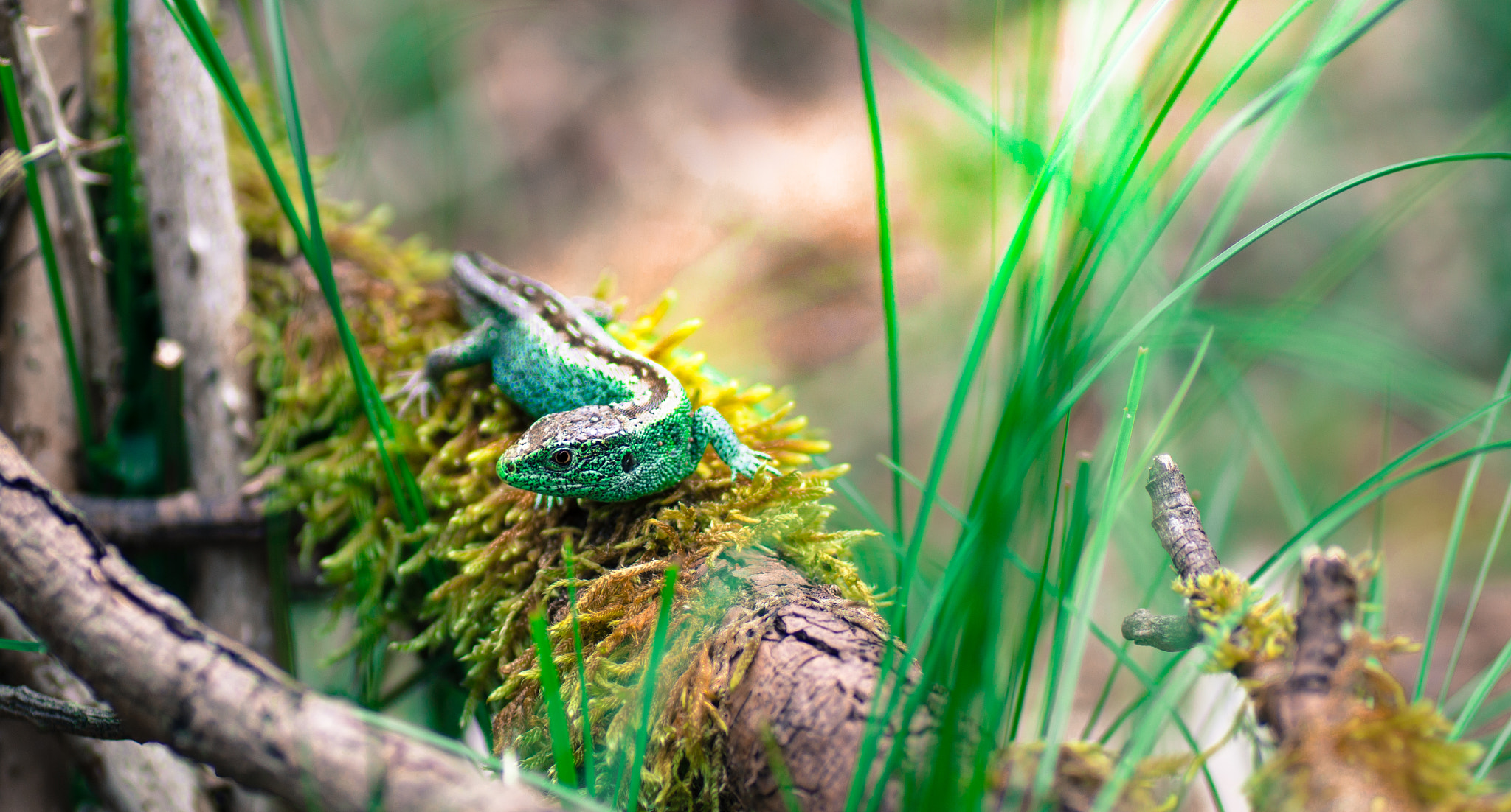 Sony SLT-A58 + Tamron SP AF 90mm F2.8 Di Macro sample photo. Lizard / hagedis photography