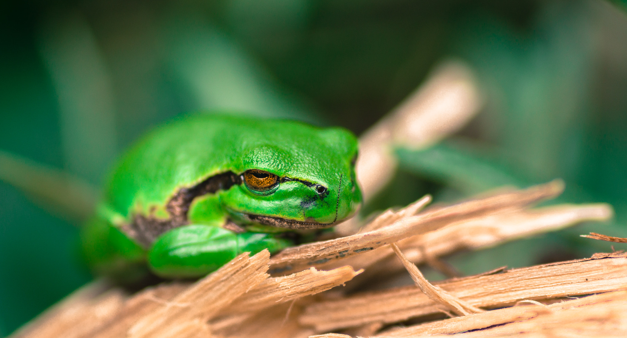 Sony SLT-A58 + Tamron SP AF 90mm F2.8 Di Macro sample photo. Tree frog hyla arborea photography