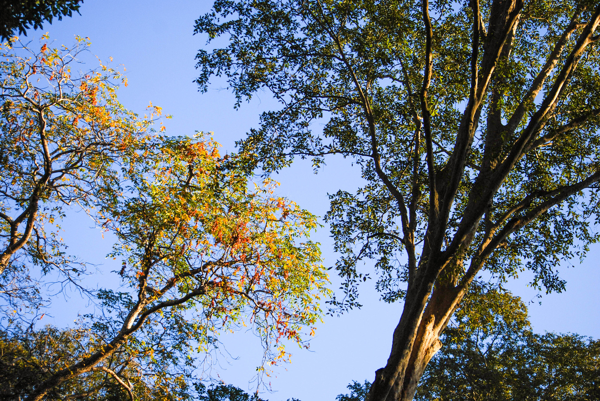 Nikon D60 sample photo. Trees photography