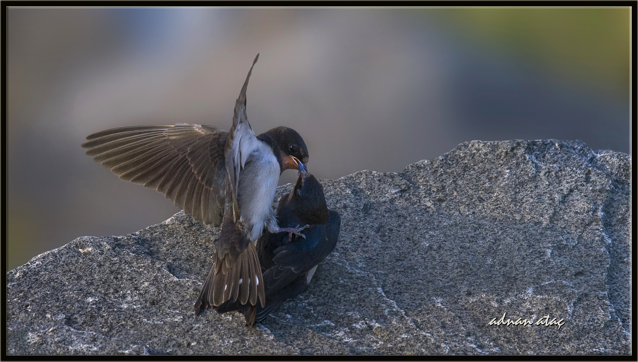 Sigma 150-600mm F5-6.3 DG OS HSM | S sample photo. Kır kırlangıcı - hirundo rustica - barn swallow photography