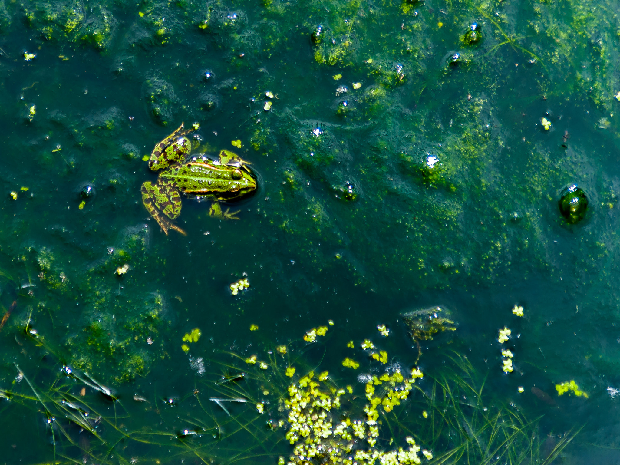 Sony Alpha DSLR-A200 sample photo. Frog photography