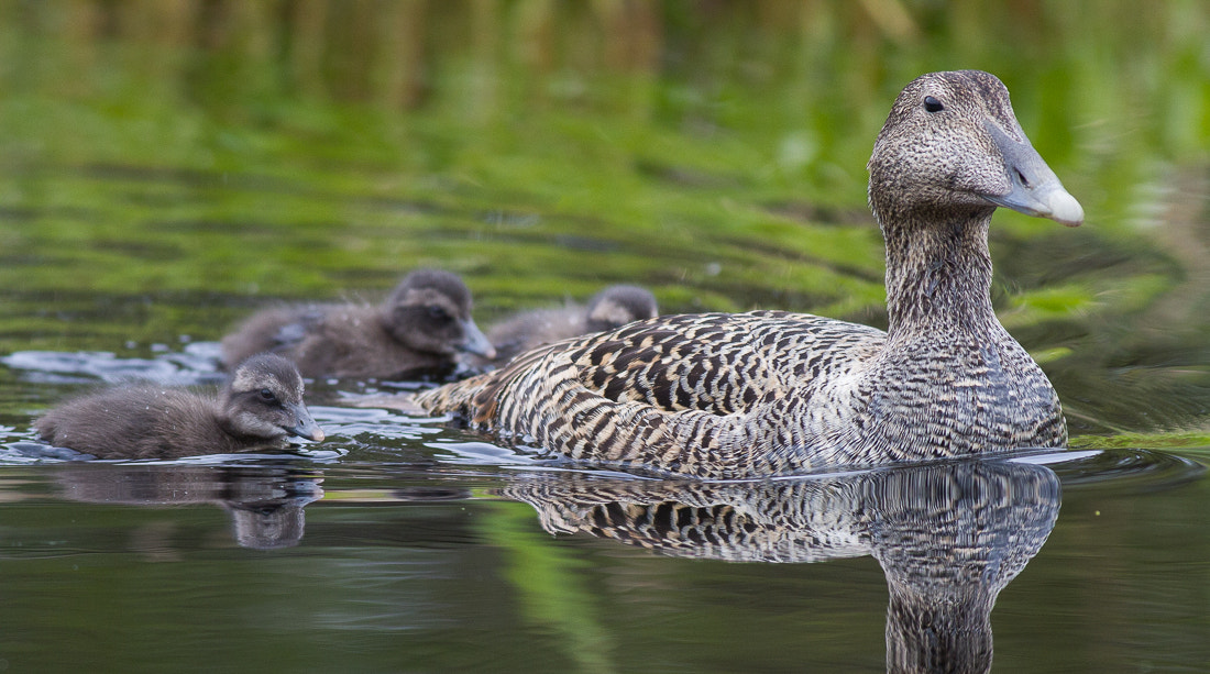 Canon EOS 7D + Canon EF 400mm F5.6L USM sample photo. Common eiders photography