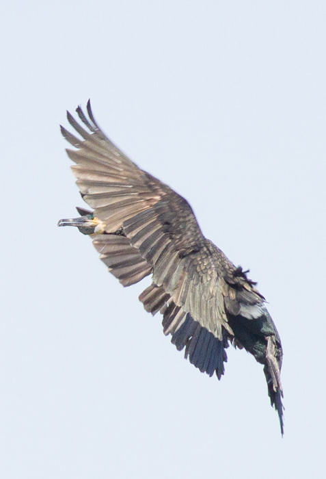 Canon EOS 7D + Canon EF 400mm F5.6L USM sample photo. Great cormorant photography