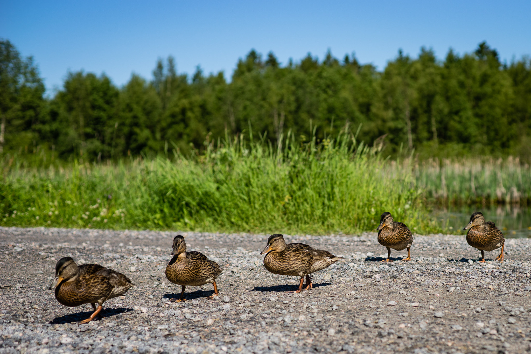 Sony a7 + Sony 70-400mm F4-5.6 G SSM sample photo