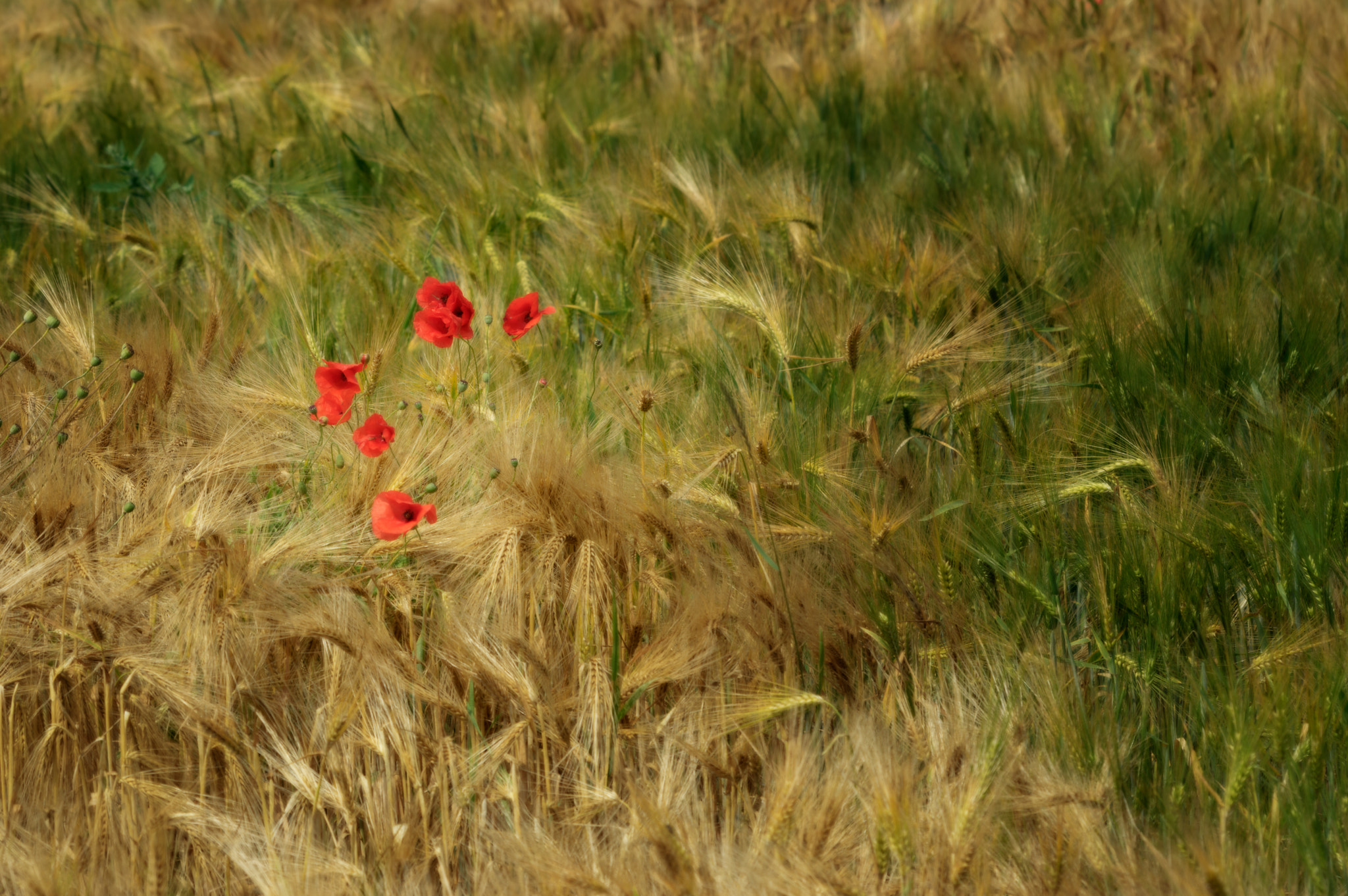 Pentax smc DA* 60-250mm F4.0 ED (IF) SDM sample photo. Poppies in barley field photography
