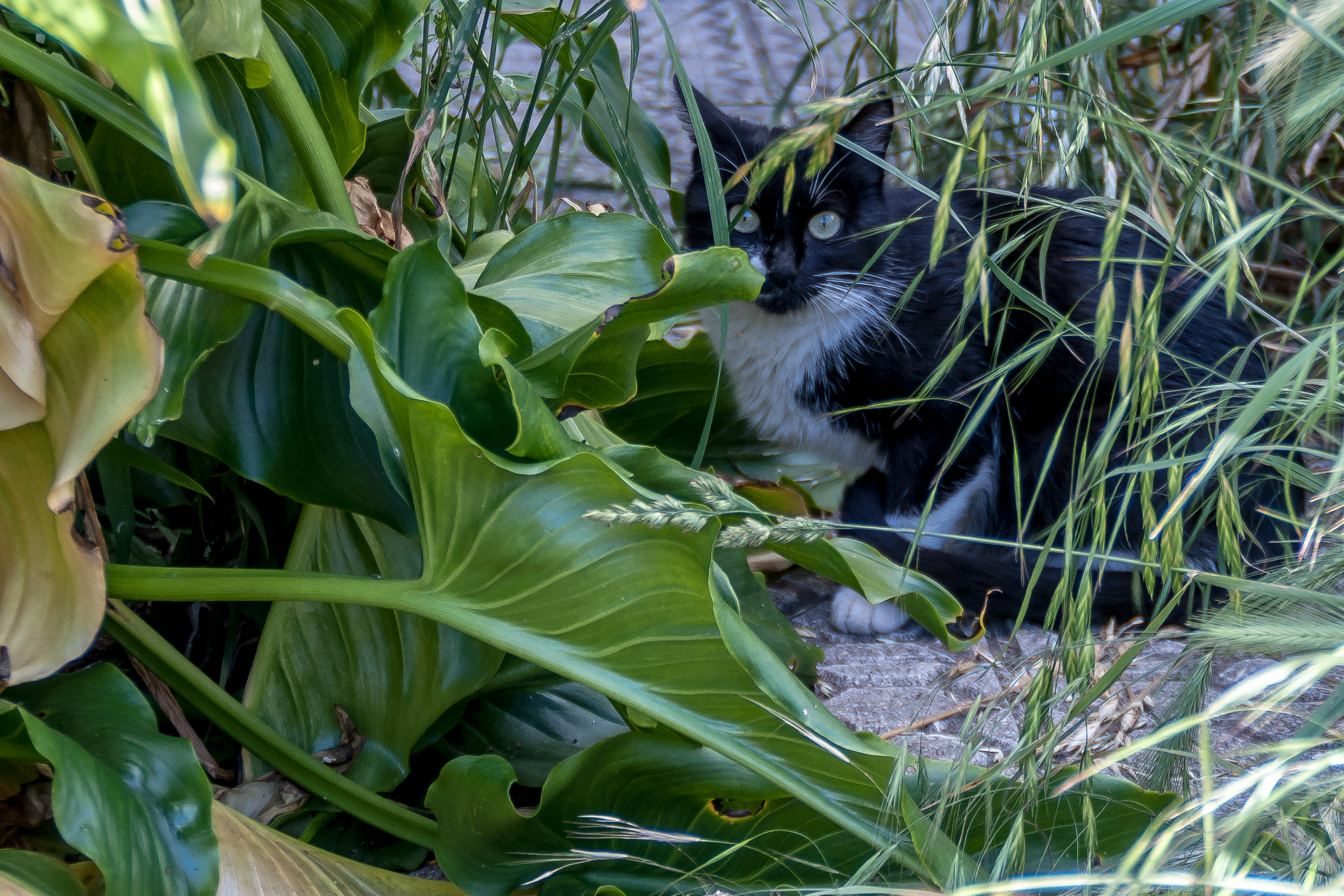 Sony Alpha DSLR-A200 sample photo. =^.^= photography