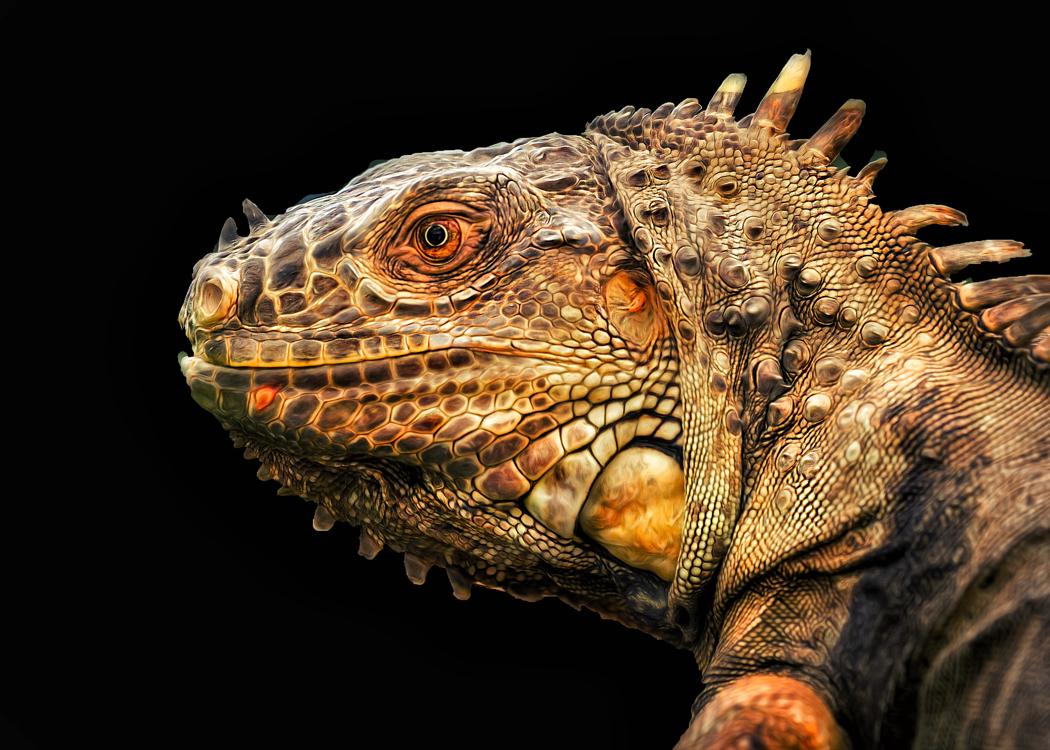Sigma APO Macro 150mm f/2.8 EX DG HSM sample photo. Reptile photography