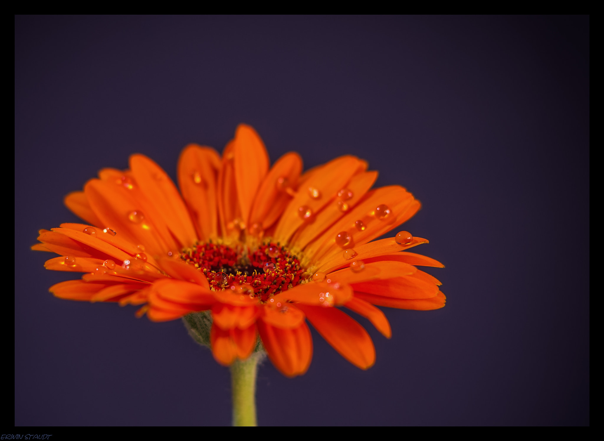 Pentax K-x sample photo. Water drops photography