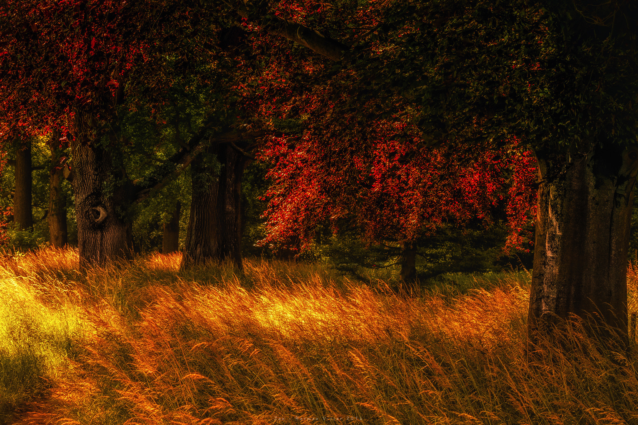 Canon EF 50-200mm f/3.5-4.5 sample photo. Painting of nature... photography