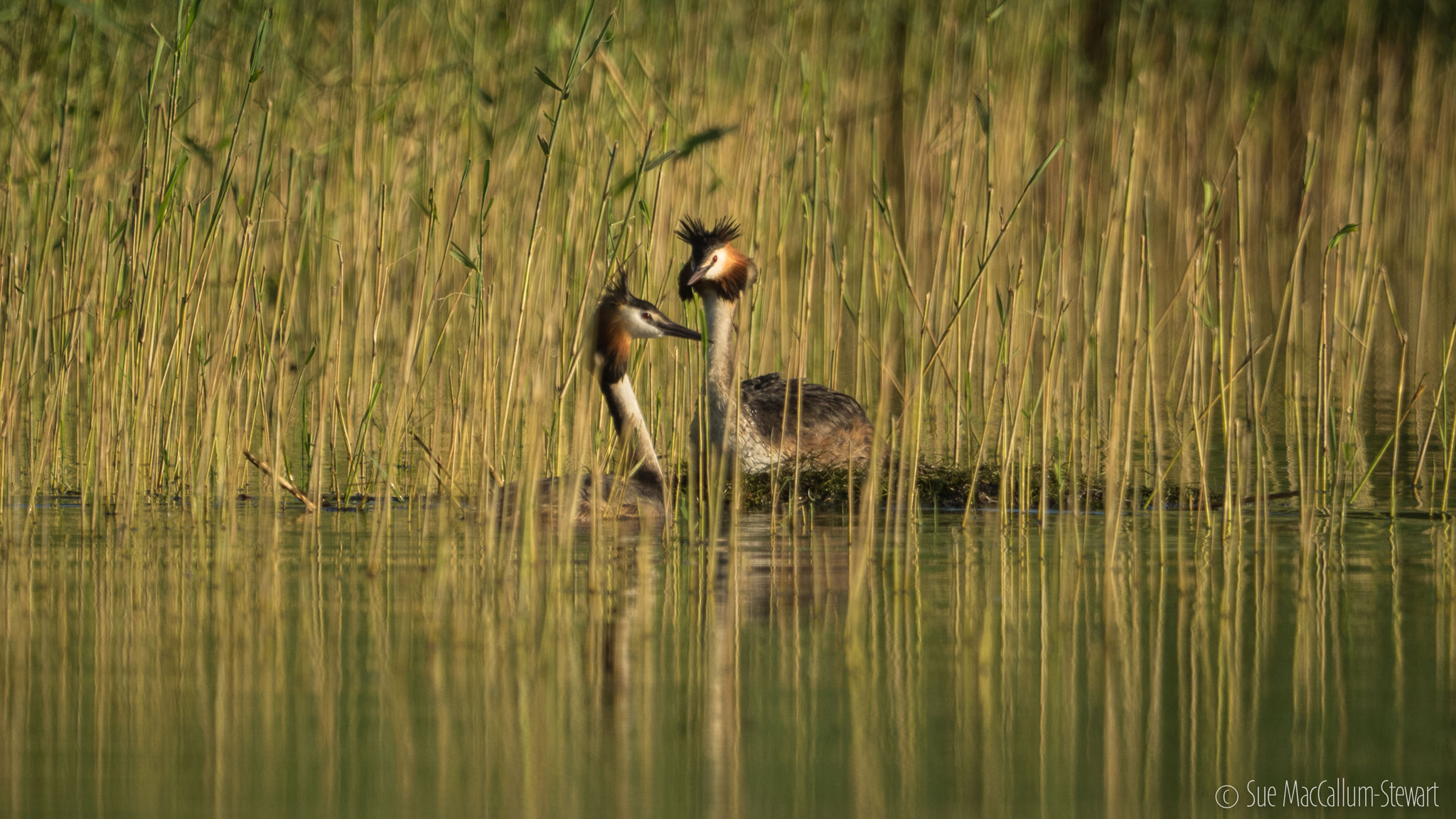Olympus OM-D E-M1 + M.300mm F4.0 + MC-14 sample photo. Nest sitting photography