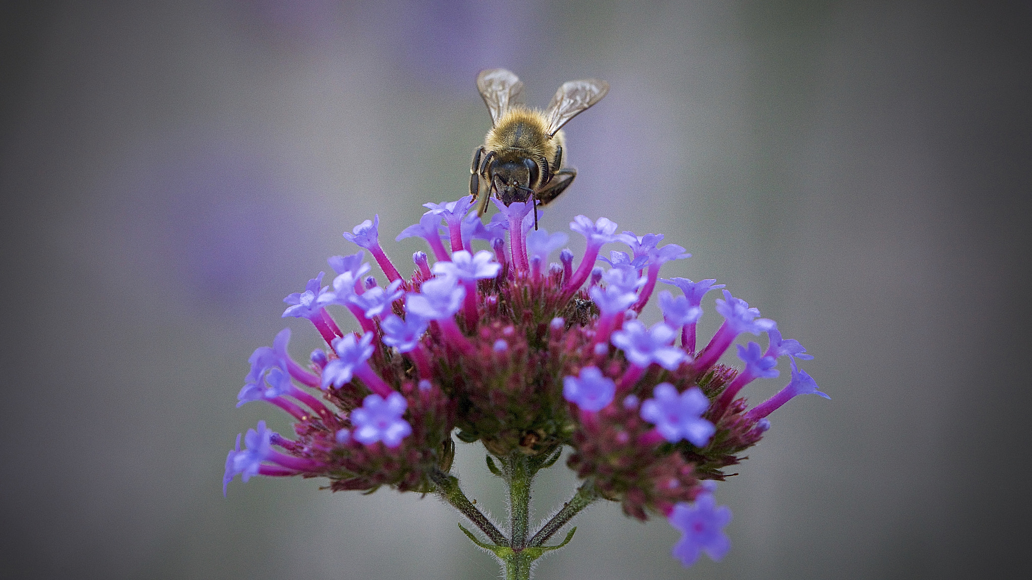 Canon EOS-1Ds Mark III sample photo. Bumblebee photography