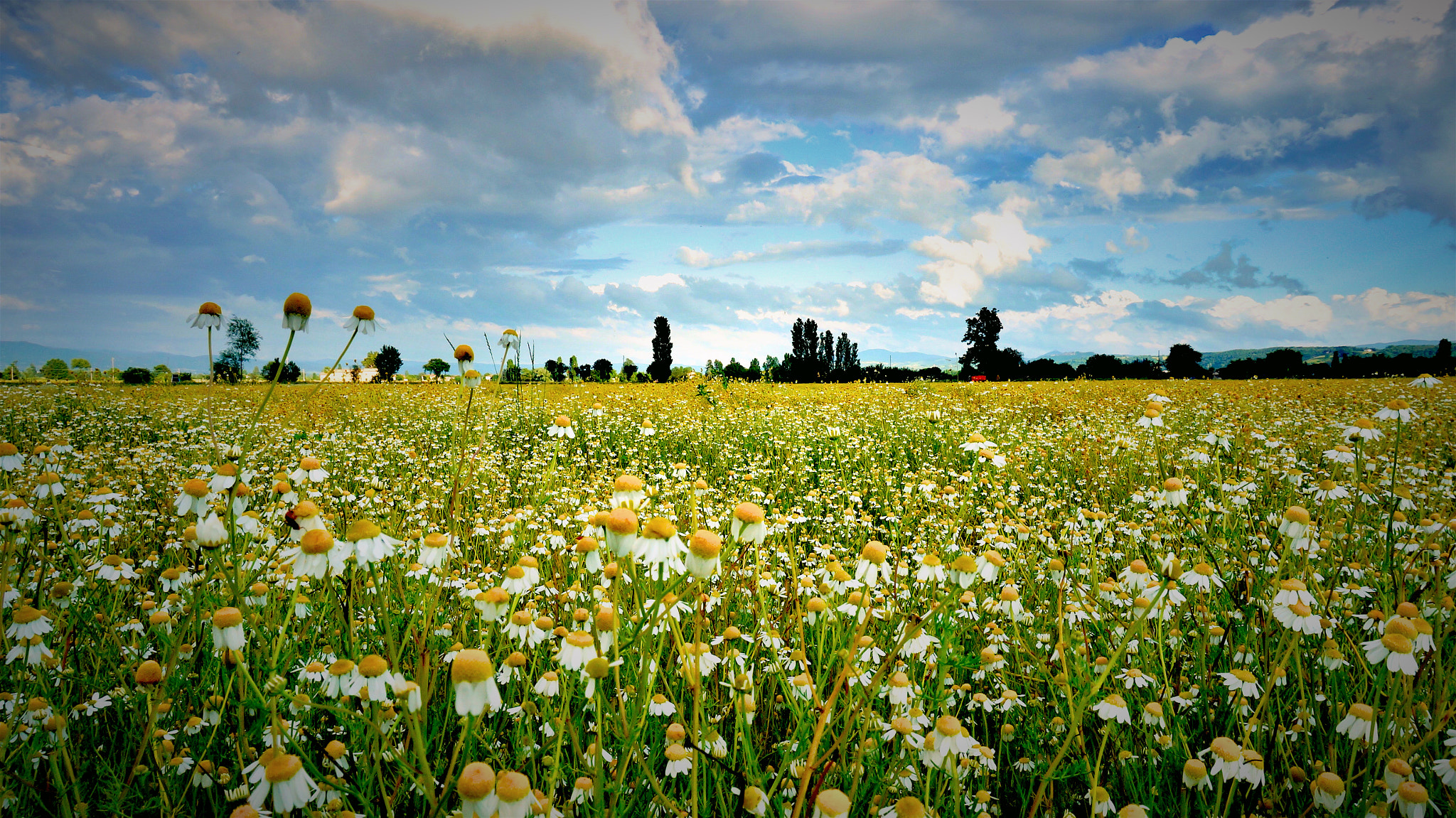 Sony Alpha NEX-3N + Sony E 18-50mm F4-5.6 sample photo. Fiori di camomilla photography