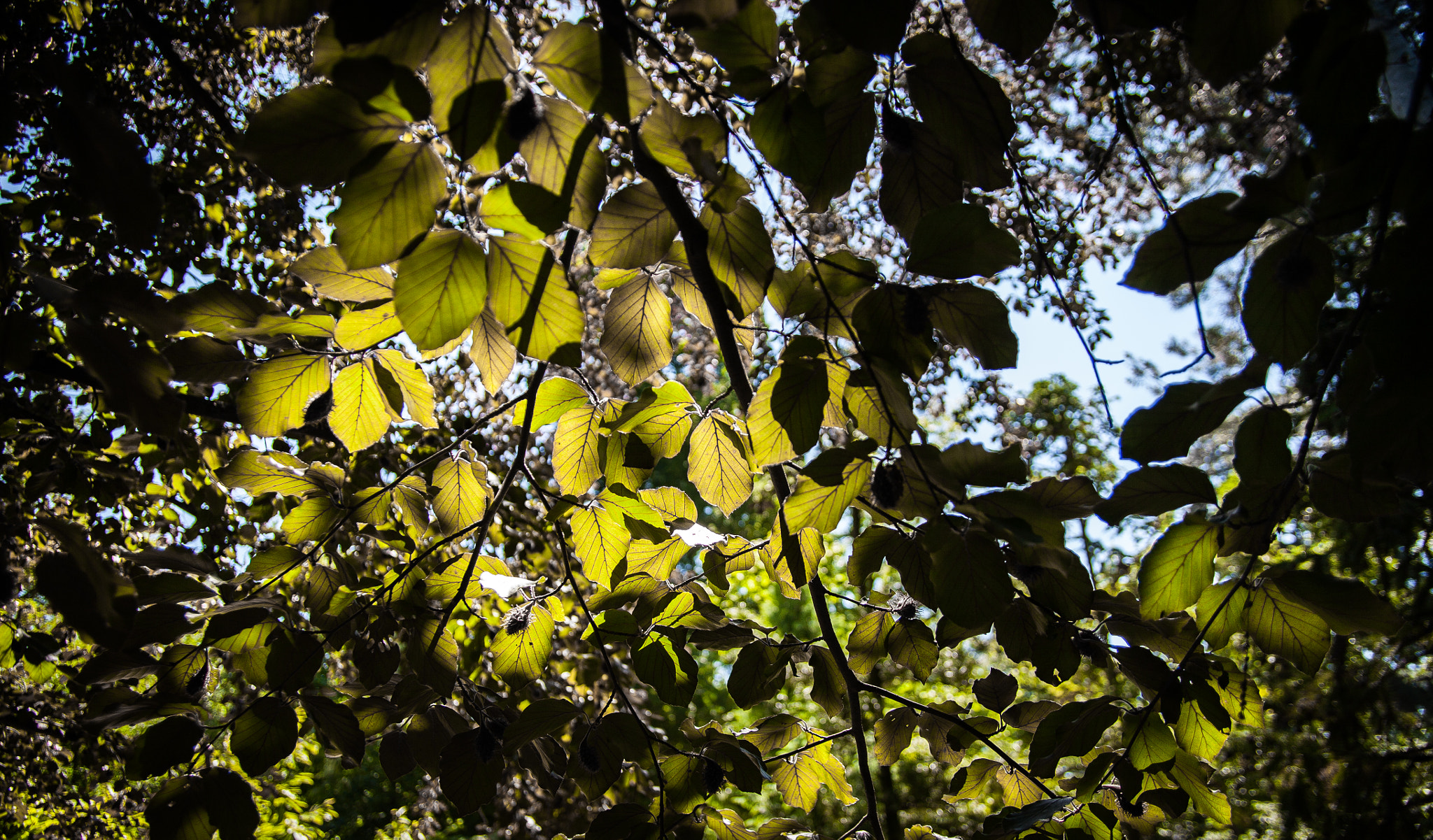 Canon EF 24-85mm F3.5-4.5 USM sample photo. Shady place  photography